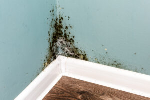 Black mold on wall closeup. House cleaning concept